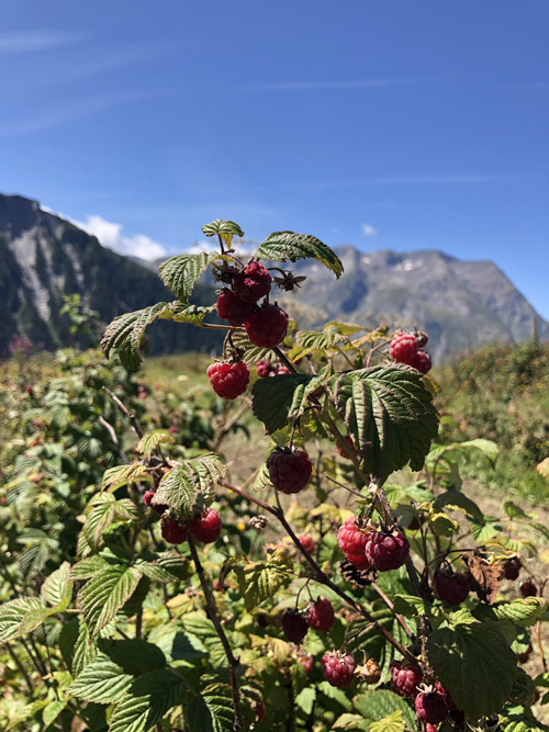 Framboise-d’altitude